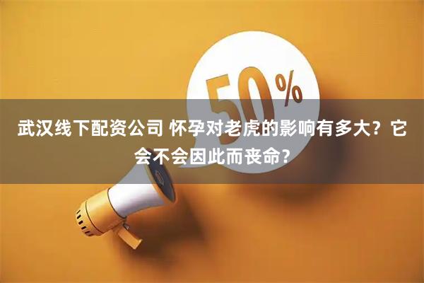 武汉线下配资公司 怀孕对老虎的影响有多大？它会不会因此而丧命？